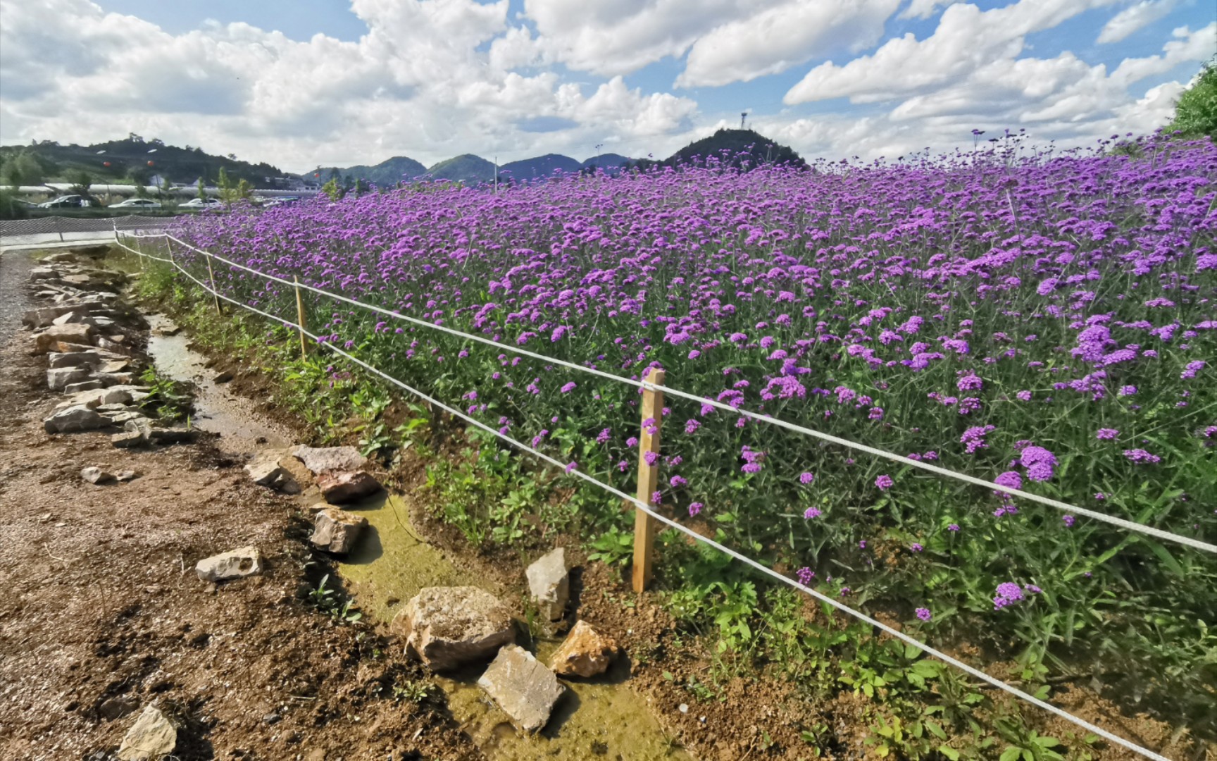 错过高坡的花海,就不要错过永乐的花海了.