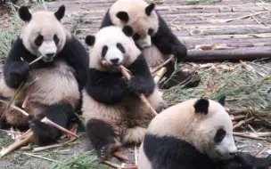 Скачать видео: 花花的干饭心得：最危险的地方就是最安全的地方