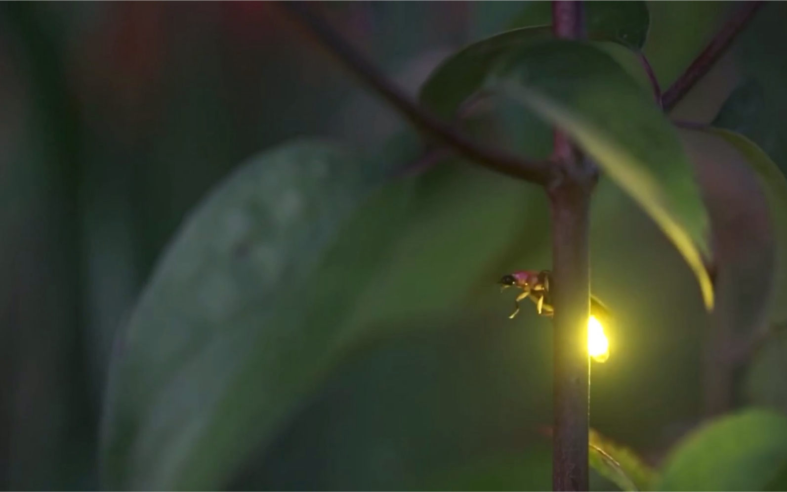 [图]【萤火虫】夜幕降临前的萤火虫森林