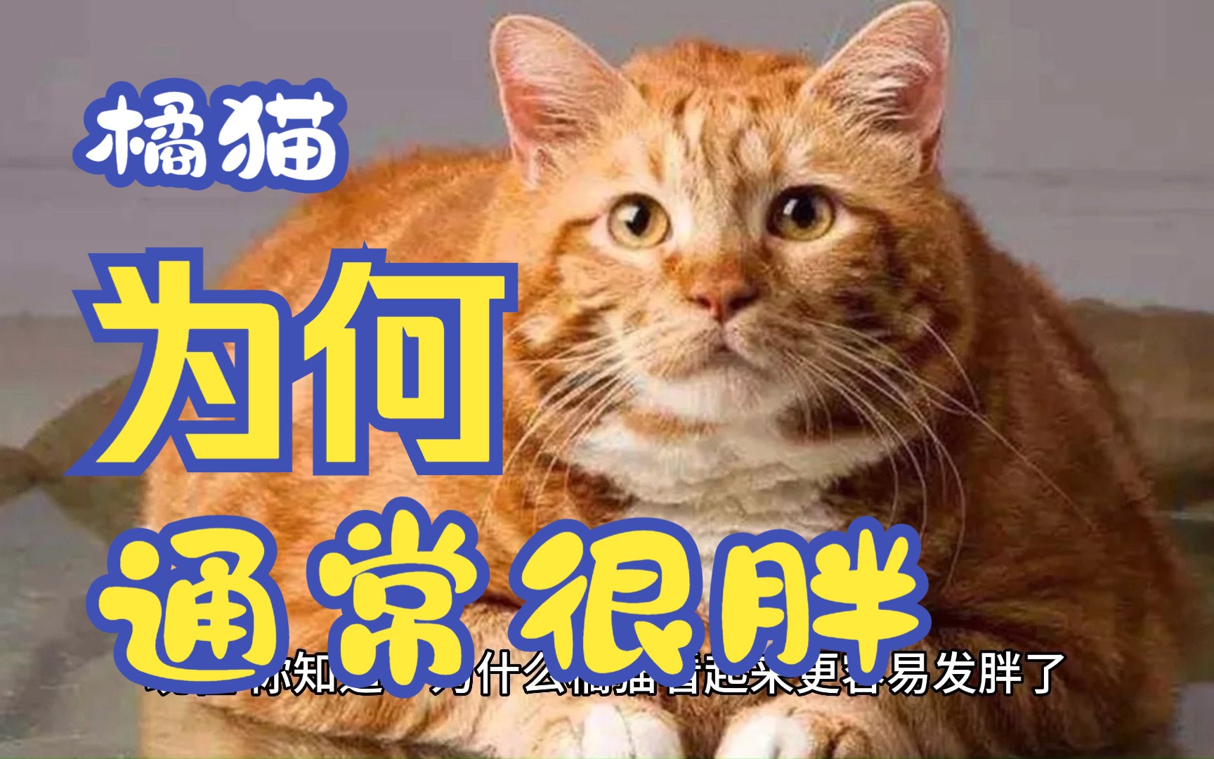 【猫咪科普】橘猫的秘密:为什么它们更容易发胖?哔哩哔哩bilibili