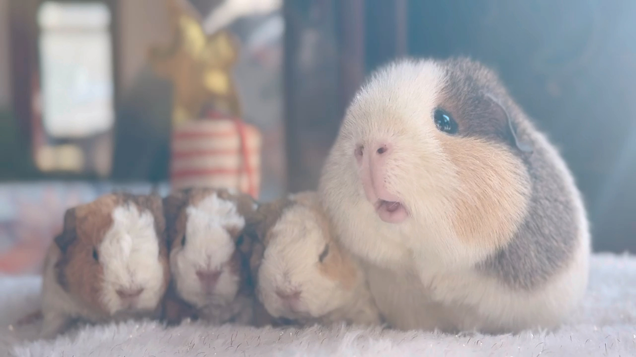 甜甜圈一家 泰迪荷兰猪