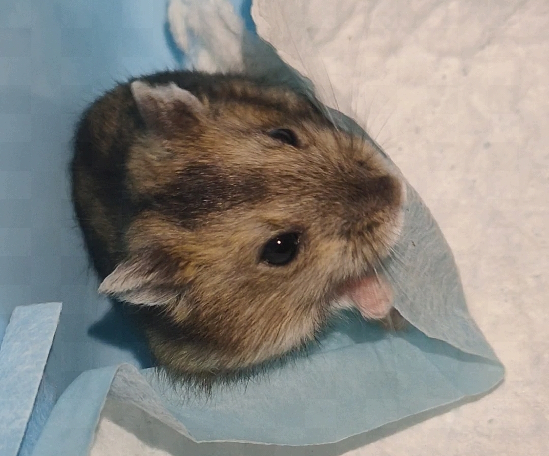 不太聪明的鼠子