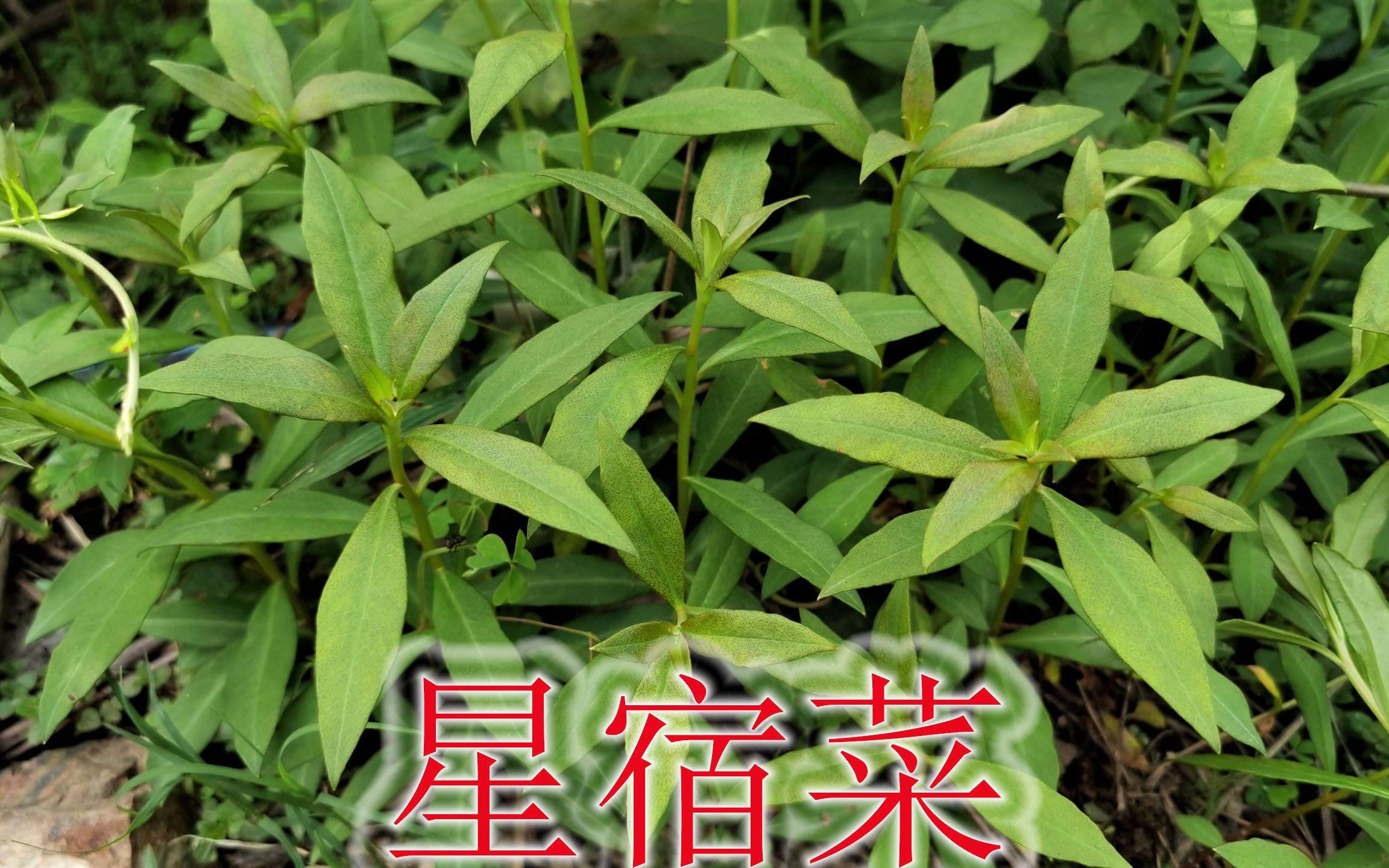 农村常见星宿菜植物,80岁老人称珍珠菜,是毒蛇出没野草