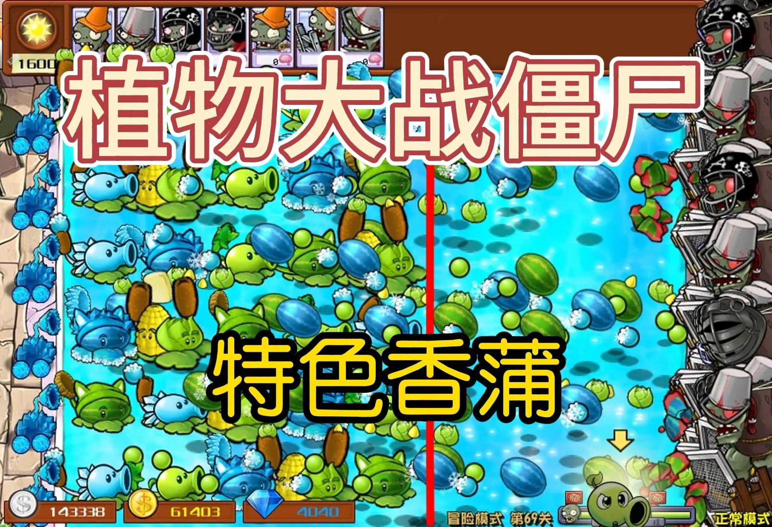 各具特色的香蒲家族