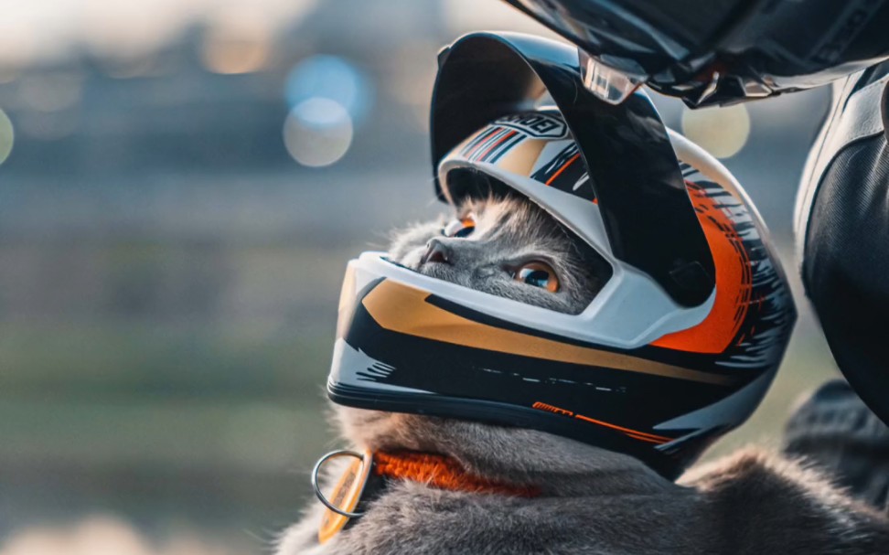 一只有机车梦的猫,salute!