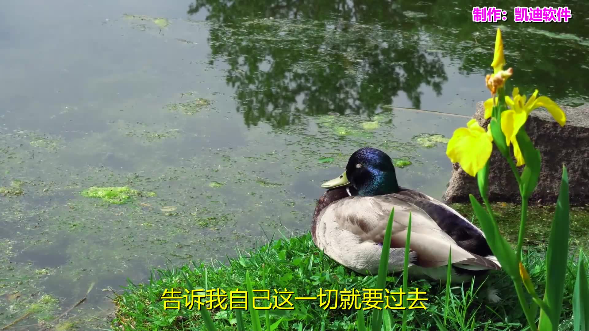 [图]经典老歌专辑《生命的雨季》