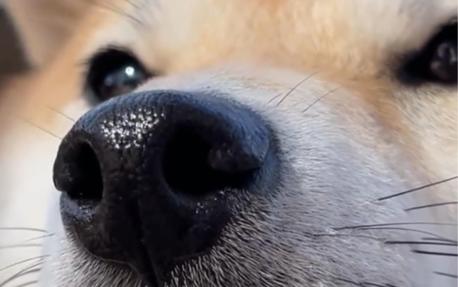 小柴犬湿漉漉的小鼻子太可爱了吧
