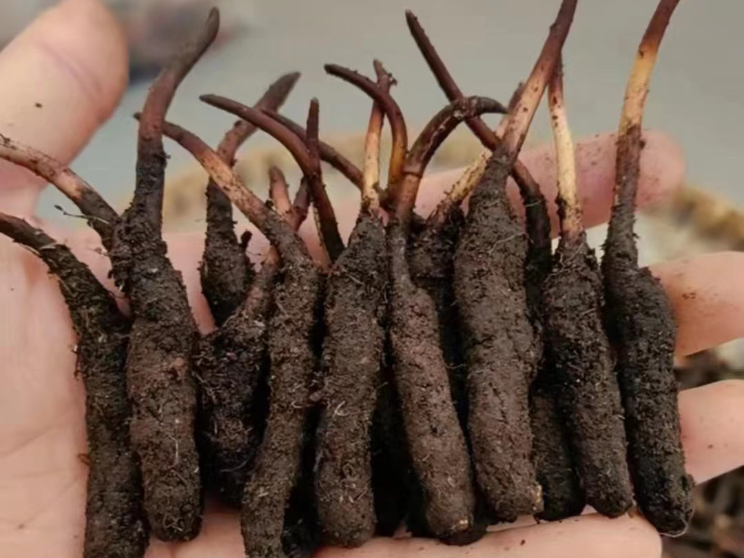 农场虫草蝙蝠蛾种源来自小金,小金蝙蝠蛾幼虫体型大,商品性好!