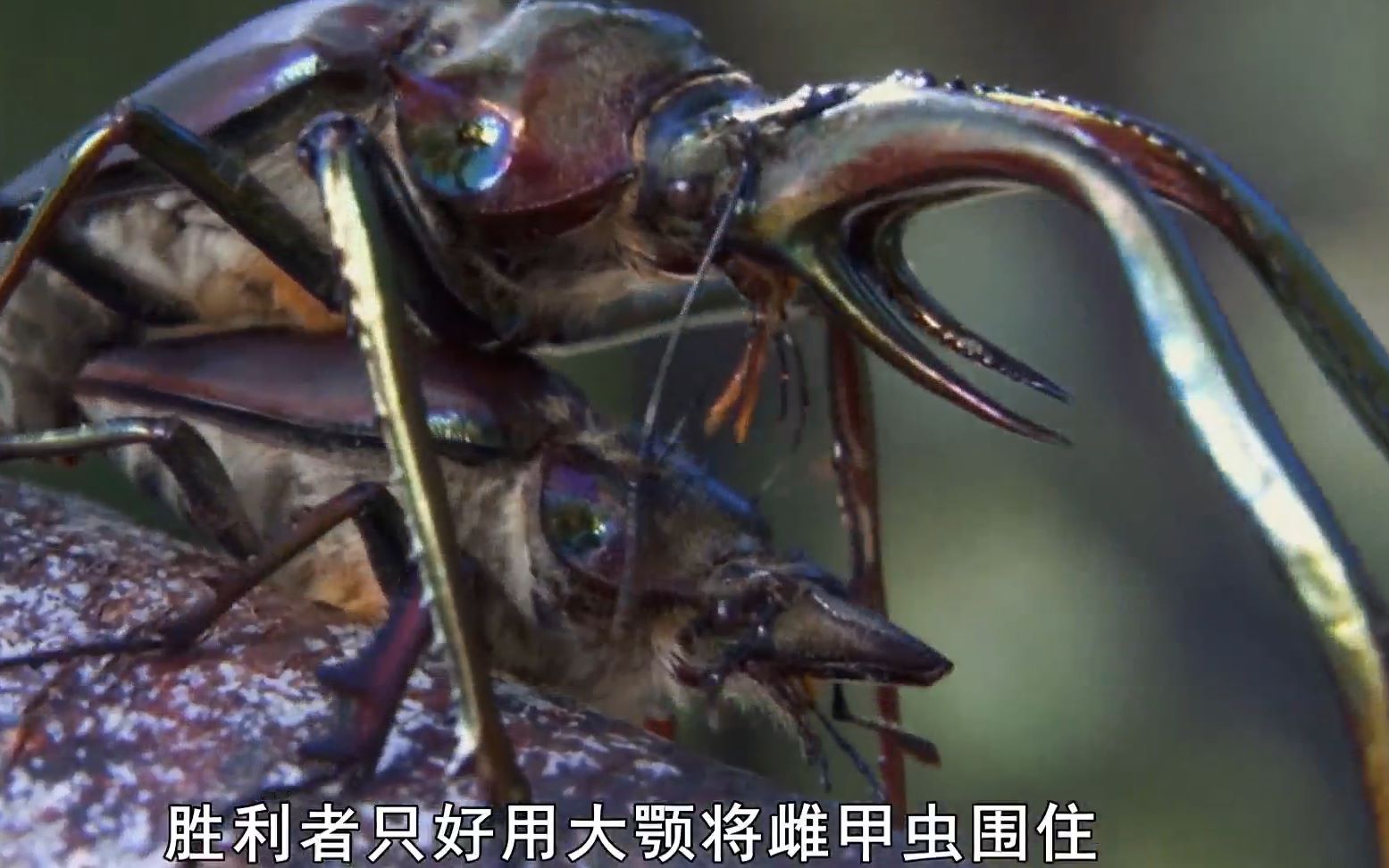 为了争夺交配权历尽千辛万苦,最后却把配偶丢下树,是个狠虫——达尔文