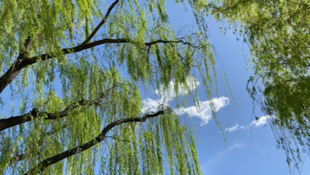 蓝天白云绿柳风景图片图片