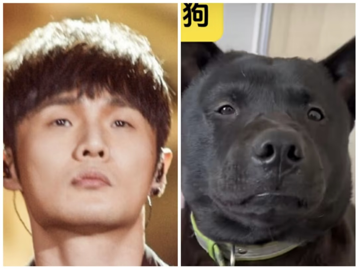 关于我家狗子撞脸李荣浩