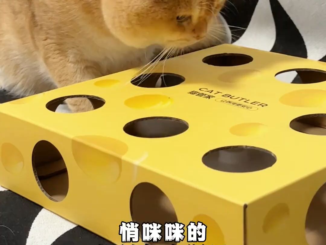 猫咪秒变小猎豹:自动逗猫奶酪盒,开启猫咪老鼠洞大作战哔哩哔哩bilibili