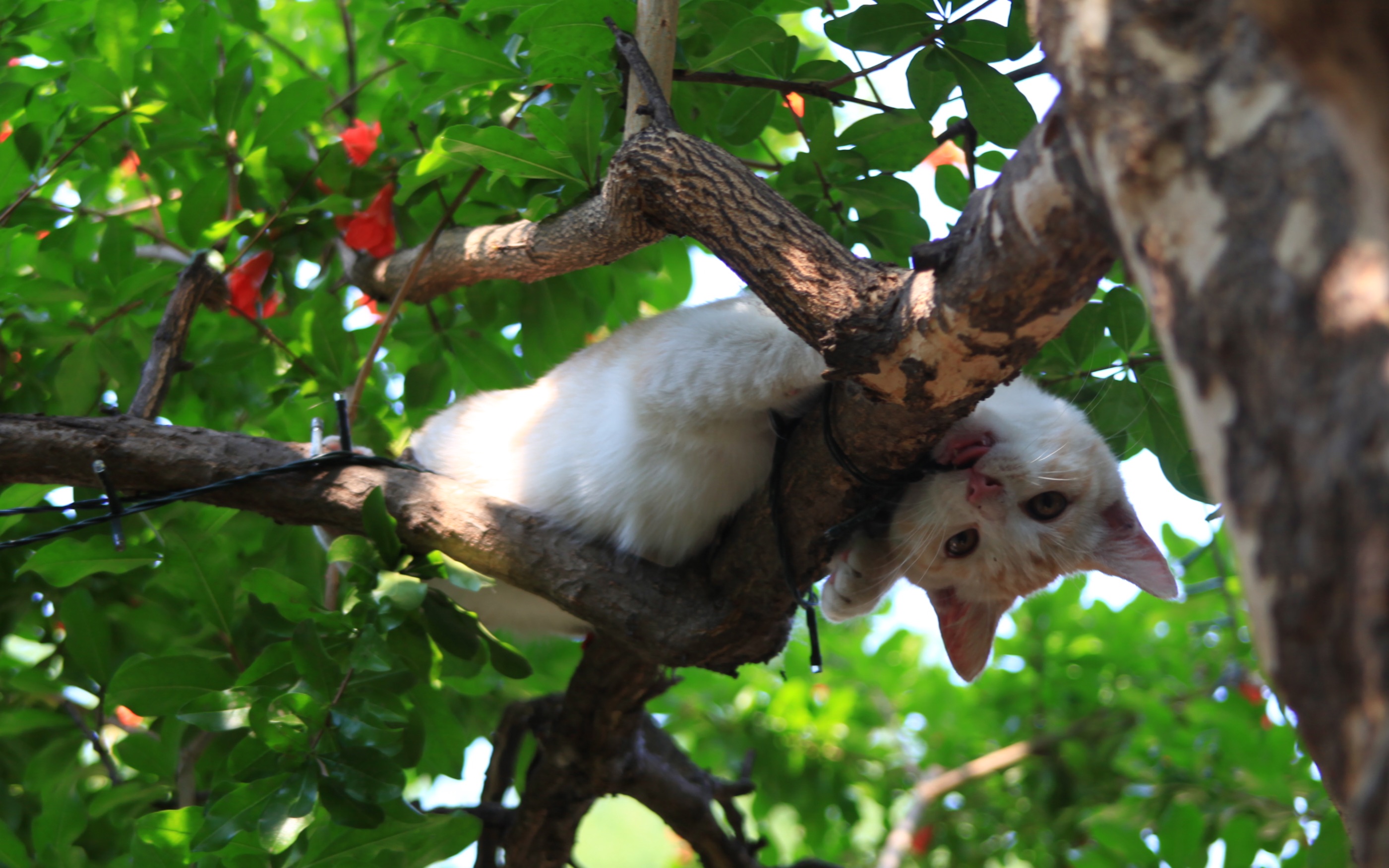 【中华田园猫】666淘气日常之学会爬树啦