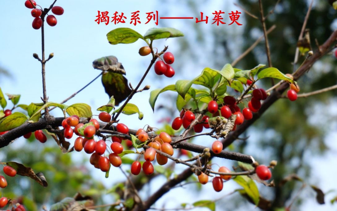 [图]揭秘系列——山茱萸：“万物庆西成，茱萸独擅名”。带你看最优质山茱萸！