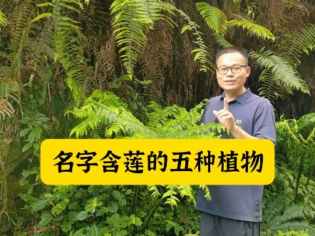 盘点名字含莲的五种植物哔哩哔哩bilibili