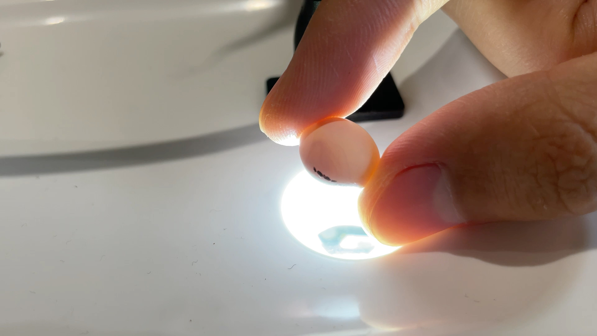 受精成功的珍珠鸟蛋