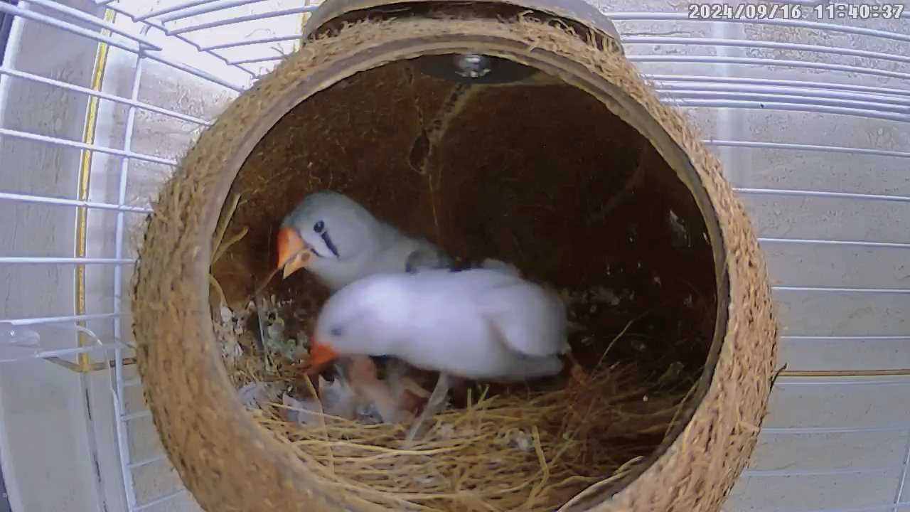 【珍珠鸟】四颗蛋都孵出了小鸟