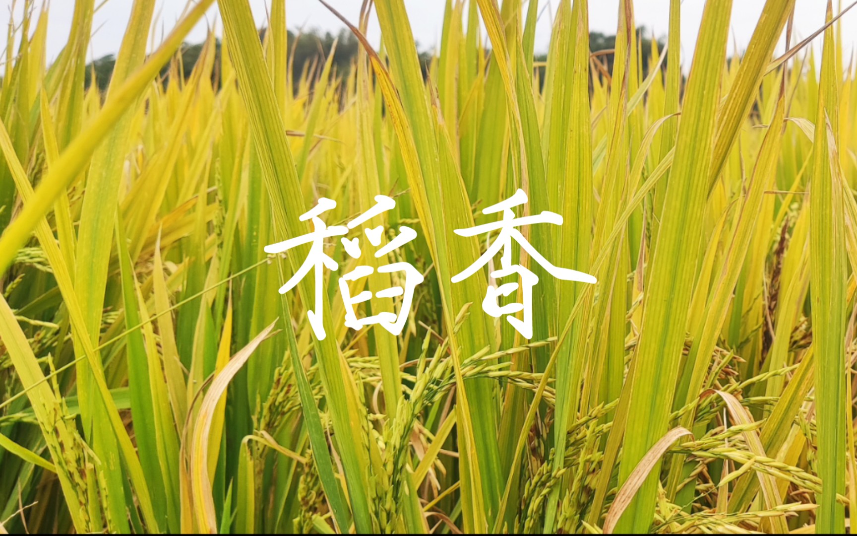 [图]锄禾日当午，从嫩绿到金黄看🌾的一生！