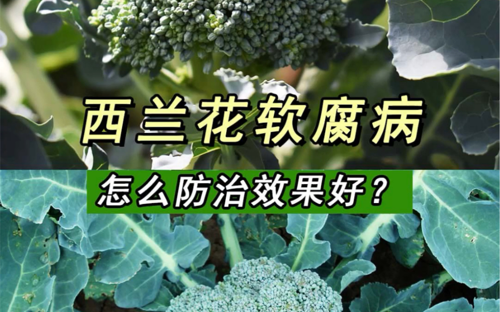 西兰花软腐病怎么防治效果好?