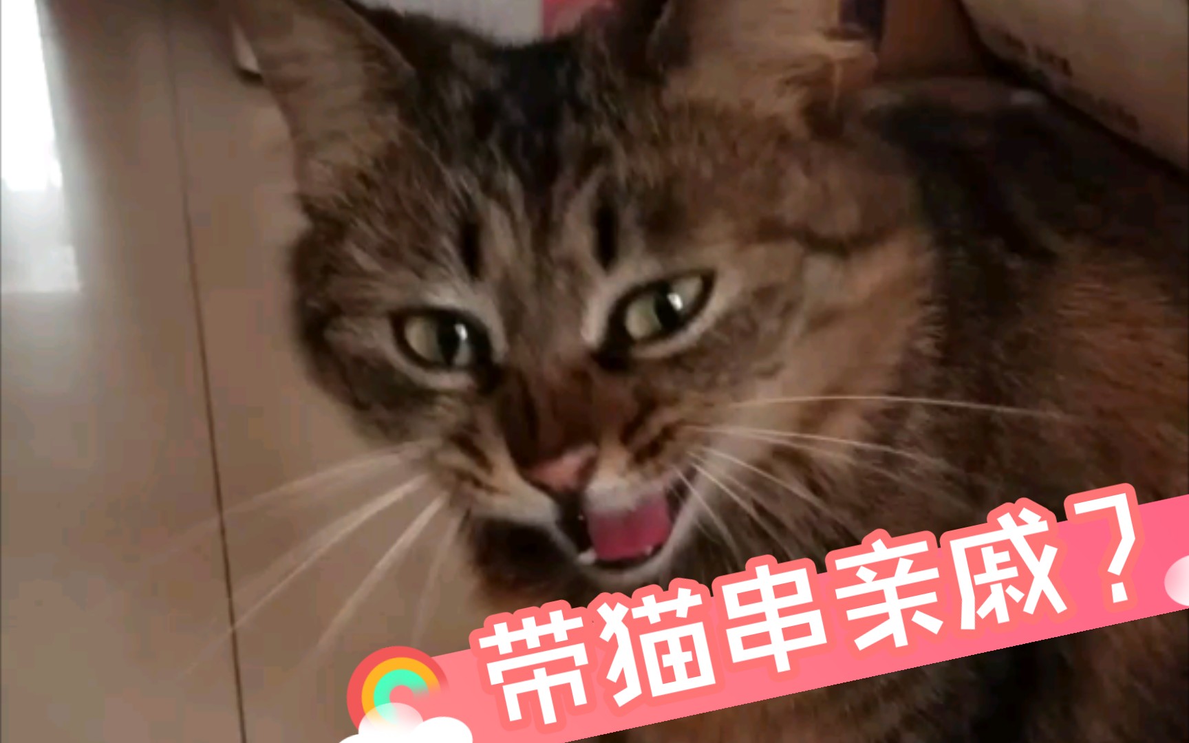 想带猫咪坐地铁走亲戚,结果~哔哩哔哩bilibili