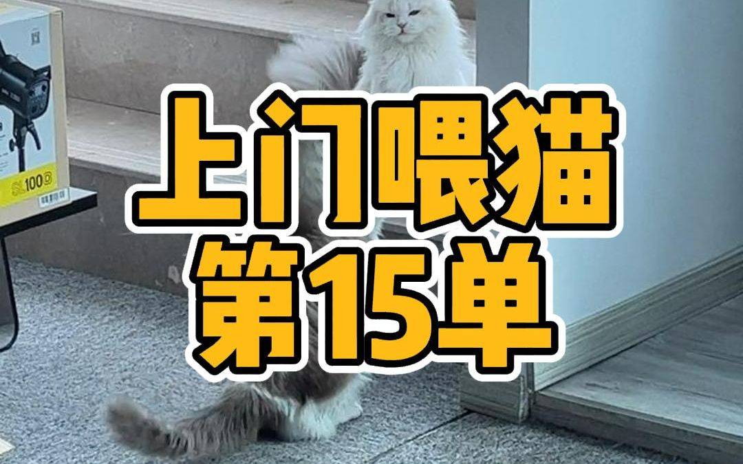 上门喂猫vlog15 | 今天来喂两只养在公司的留守小猫哔哩哔哩bilibili