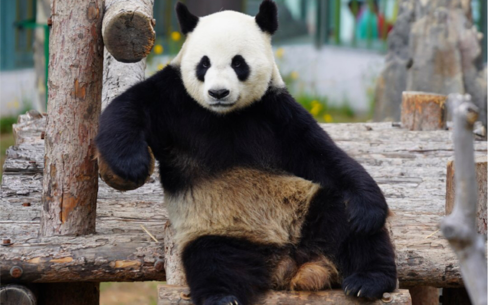 金虎国际熊猫图片