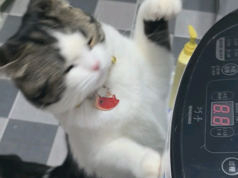 死猫咪 吓人一跳