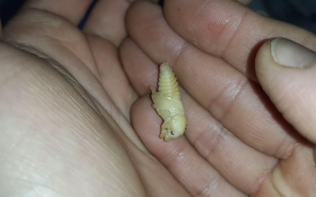 挖彩虹锹甲母虫蛹