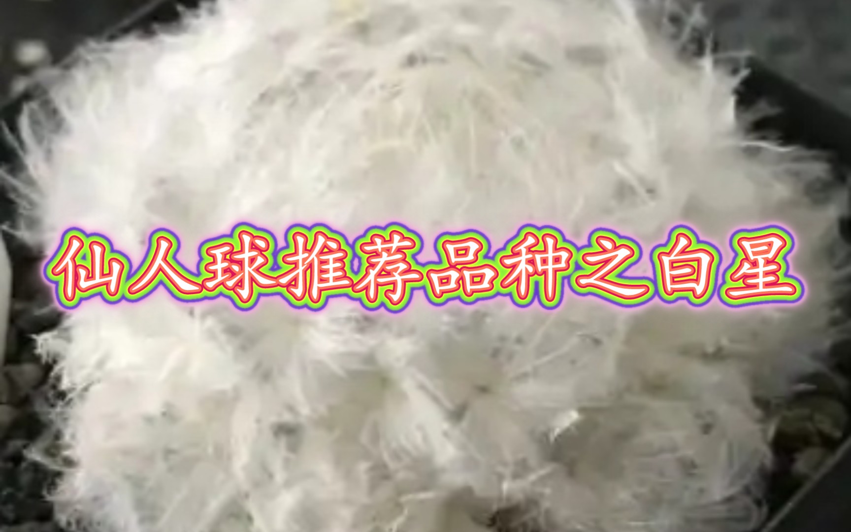 仙人球推荐品种(白星)哔哩哔哩bilibili