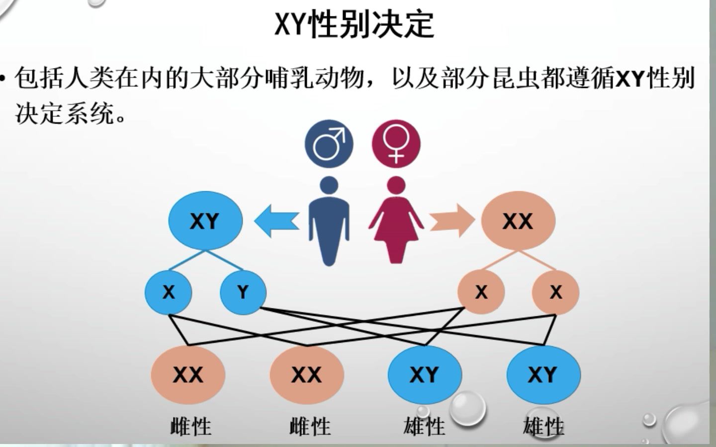 博士教你轻松学高中生物——性别决定和伴性遗传(一)
