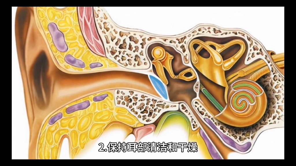 鼓膜详解图图片