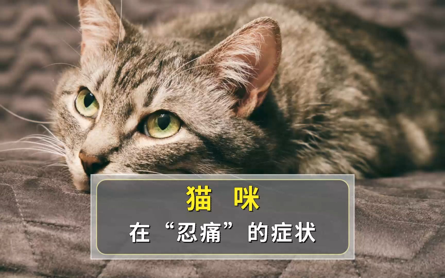 猫咪有这些表现,说明正在承受痛苦!哔哩哔哩bilibili