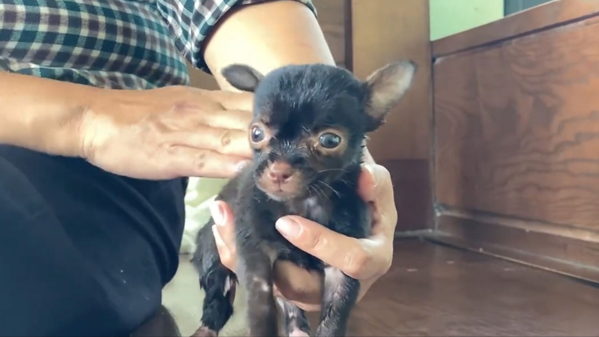 大姐骑行途中,捡到一只像猪的小流浪狗,乖巧的让人爱不释手