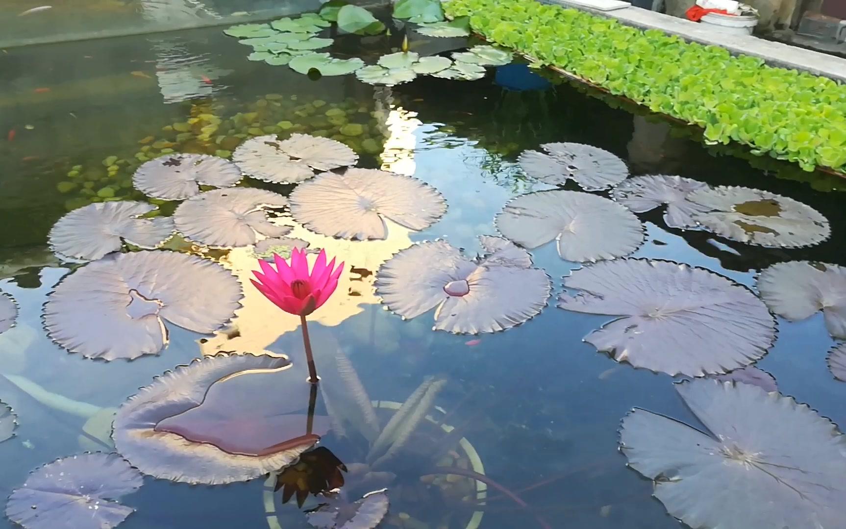 [图]海南的莲花锦鲤池by莲生花（10/10）#沼泽过滤