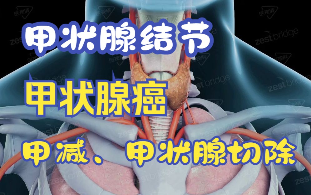 【医学3D】关于甲状腺的所有知识点都在这里了哔哩哔哩bilibili