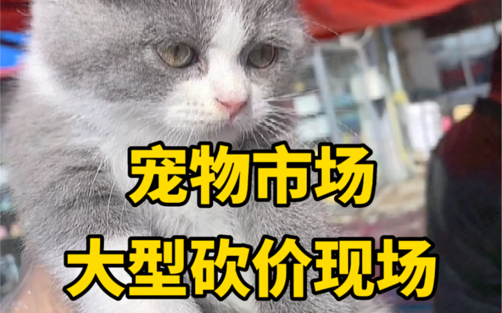 学生党100块钱在宠物市场可以淘到什么猫#猫咪#英短#英短蓝猫#一只