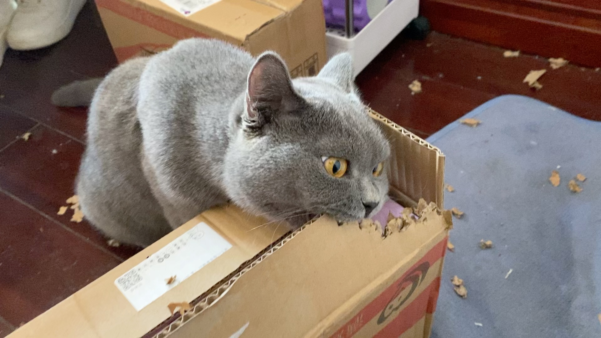 蓝猫,猫界的二哈,当之无愧,拆家一把手,我看淡了,孩子牙口就是好.