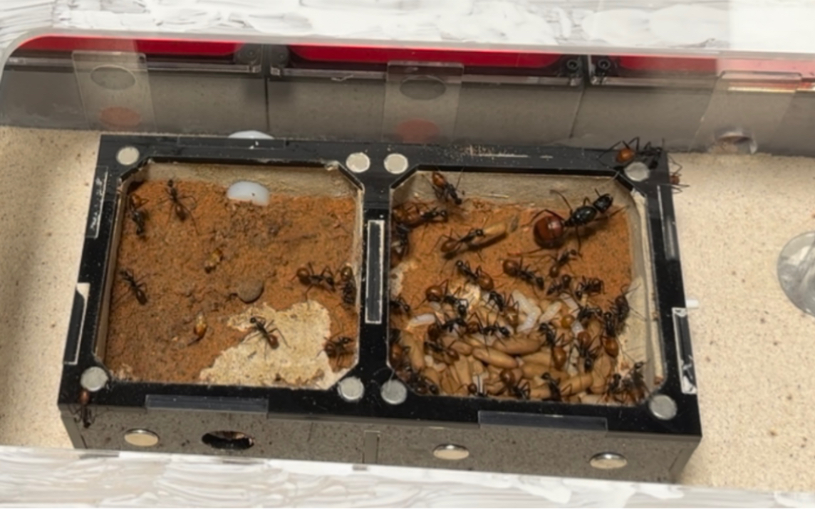 巨人恐蚁(巨人弓背蚁)沉浸式换巢视频.给大家助个眠.晚安!