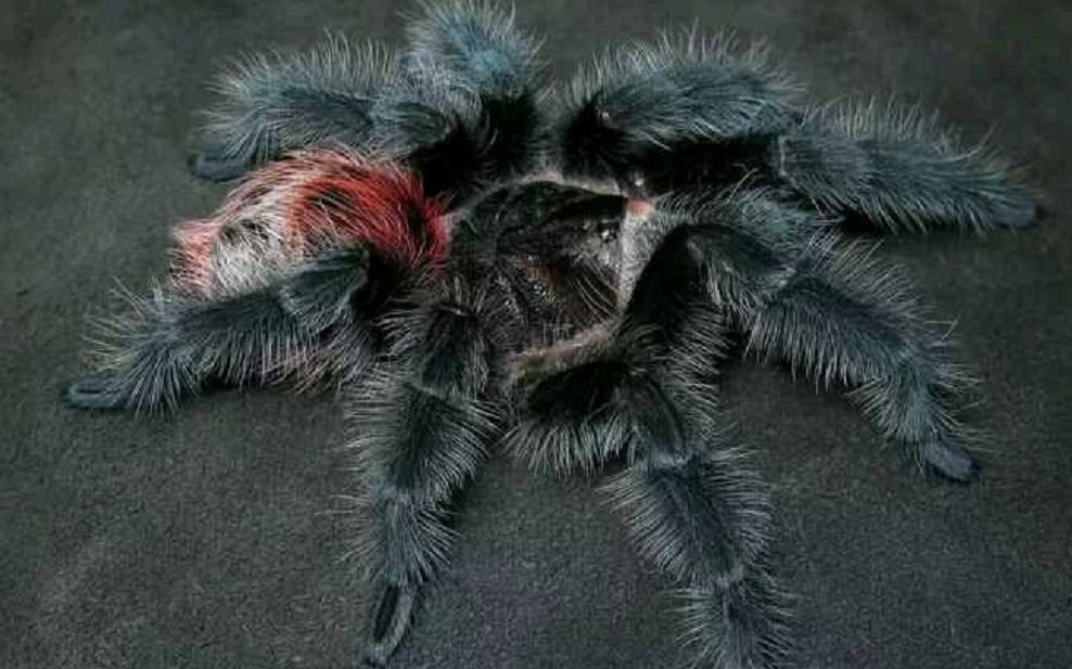 来自巴西的一个毛茸茸的小朋友—巴西巨人红尾