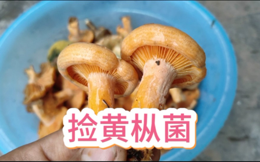 [图]在家门前的松树林捡野生菌真是太方便了，居然全是最嫩的黄枞菌