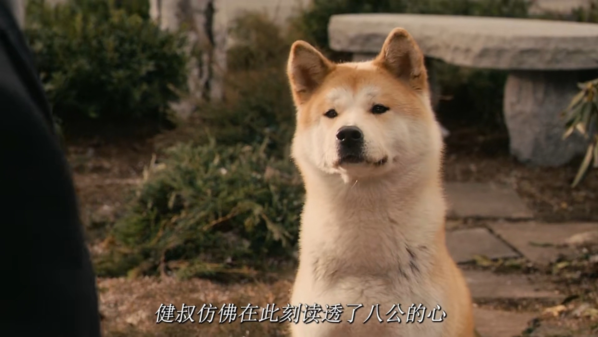 《忠犬八公》"我只记得他告诉过我,傍晚五点见