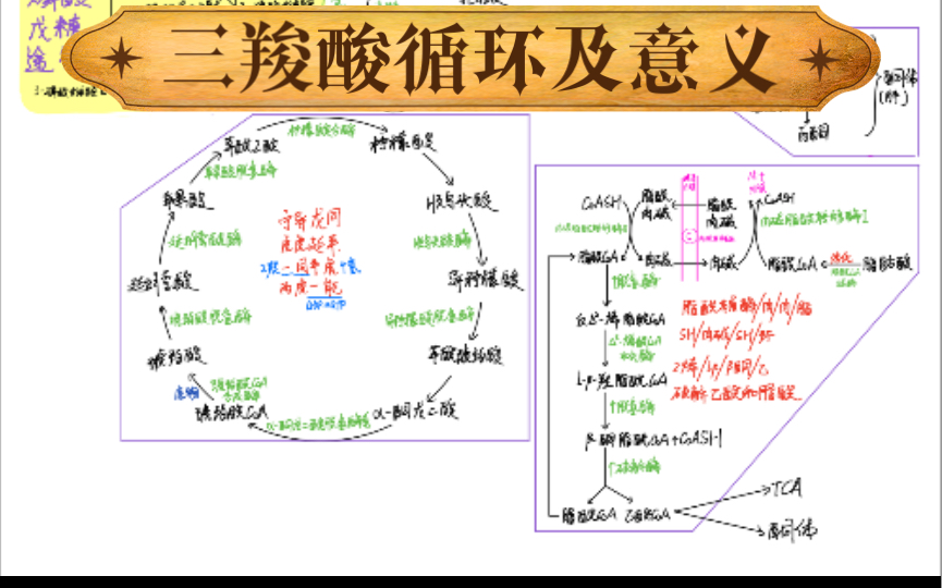 TCA途径图片