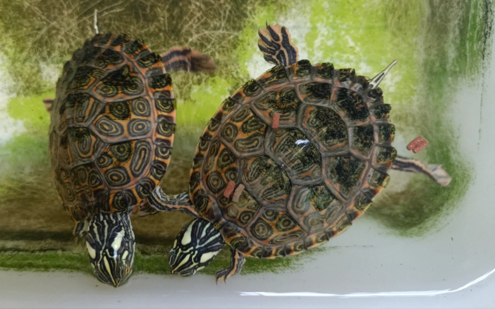 格兰德伪龟23年5月喂食记录