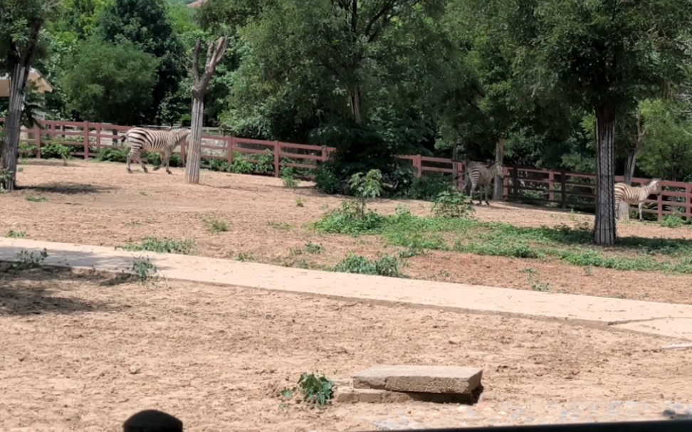 石家莊動物園之斑馬篇