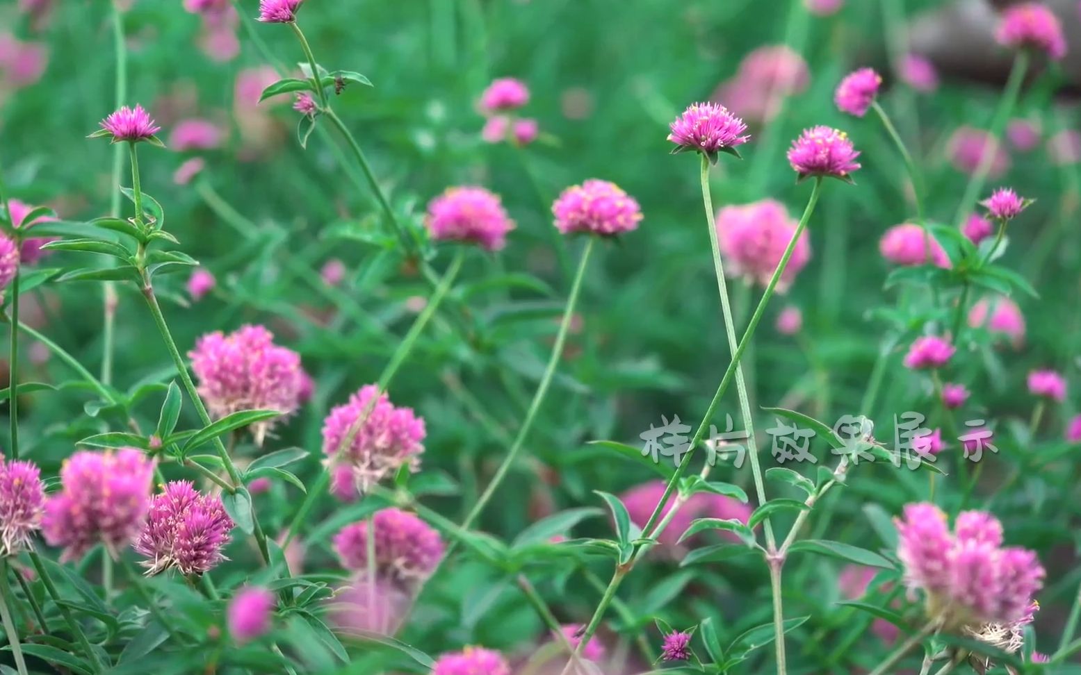 e680 4K超高清画质梦幻森林树木牡丹花郁金香玫瑰花鲜花盛开花朵绽放小草原蝴蝶飞舞幼儿园文艺汇演春天春季歌舞节目舞台LED大屏幕背景动态视频素材...