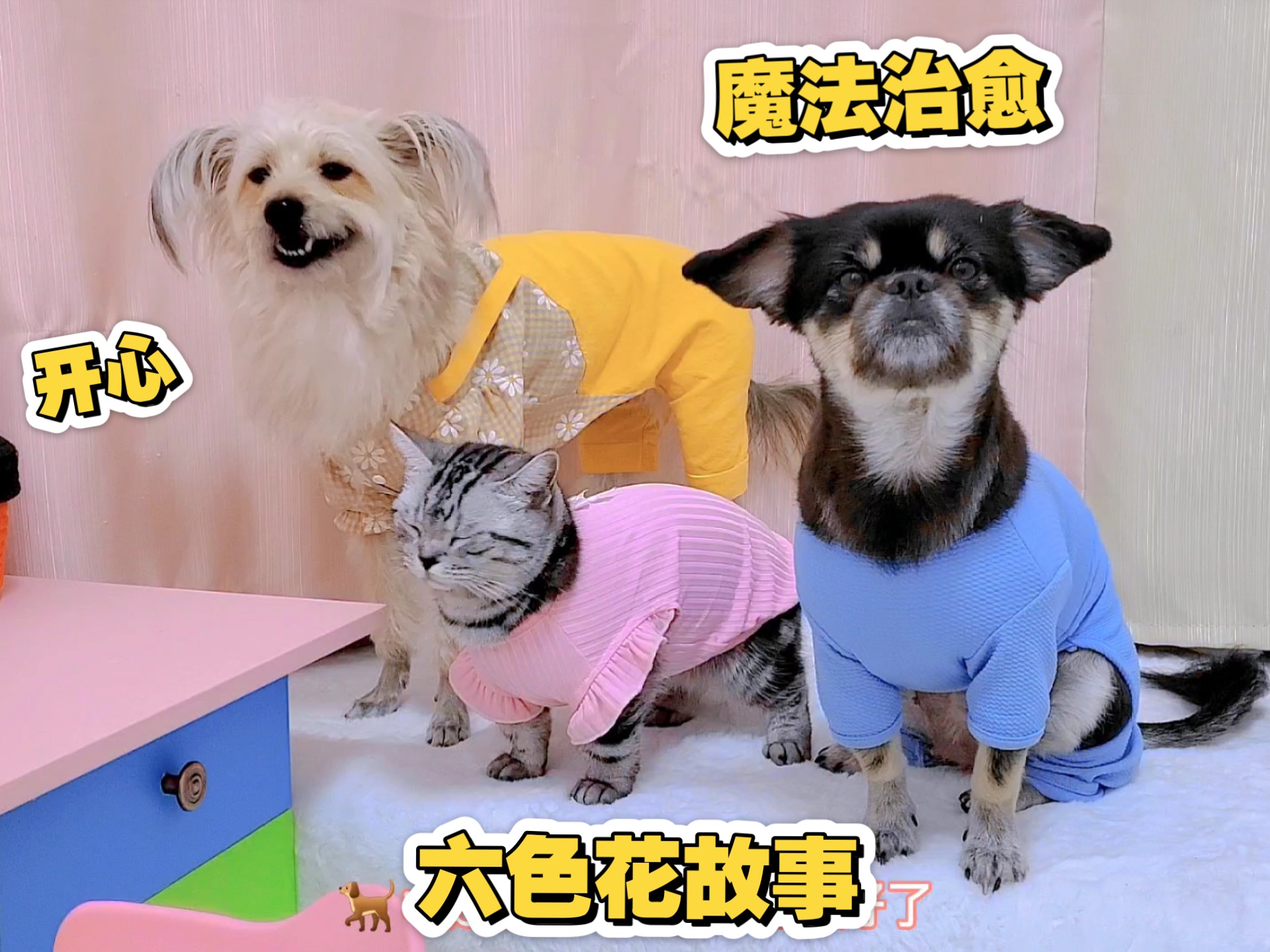 狗狗良心发现，救回卷毛，还治好了猫咪的病