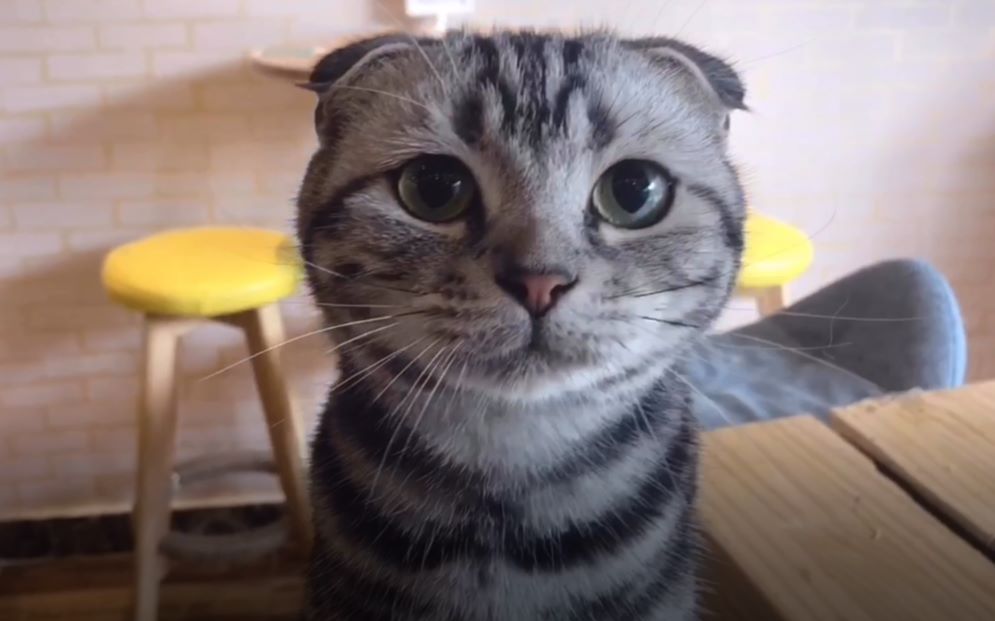 萌猫全书第二期:做只安静可爱的美短折耳吧!