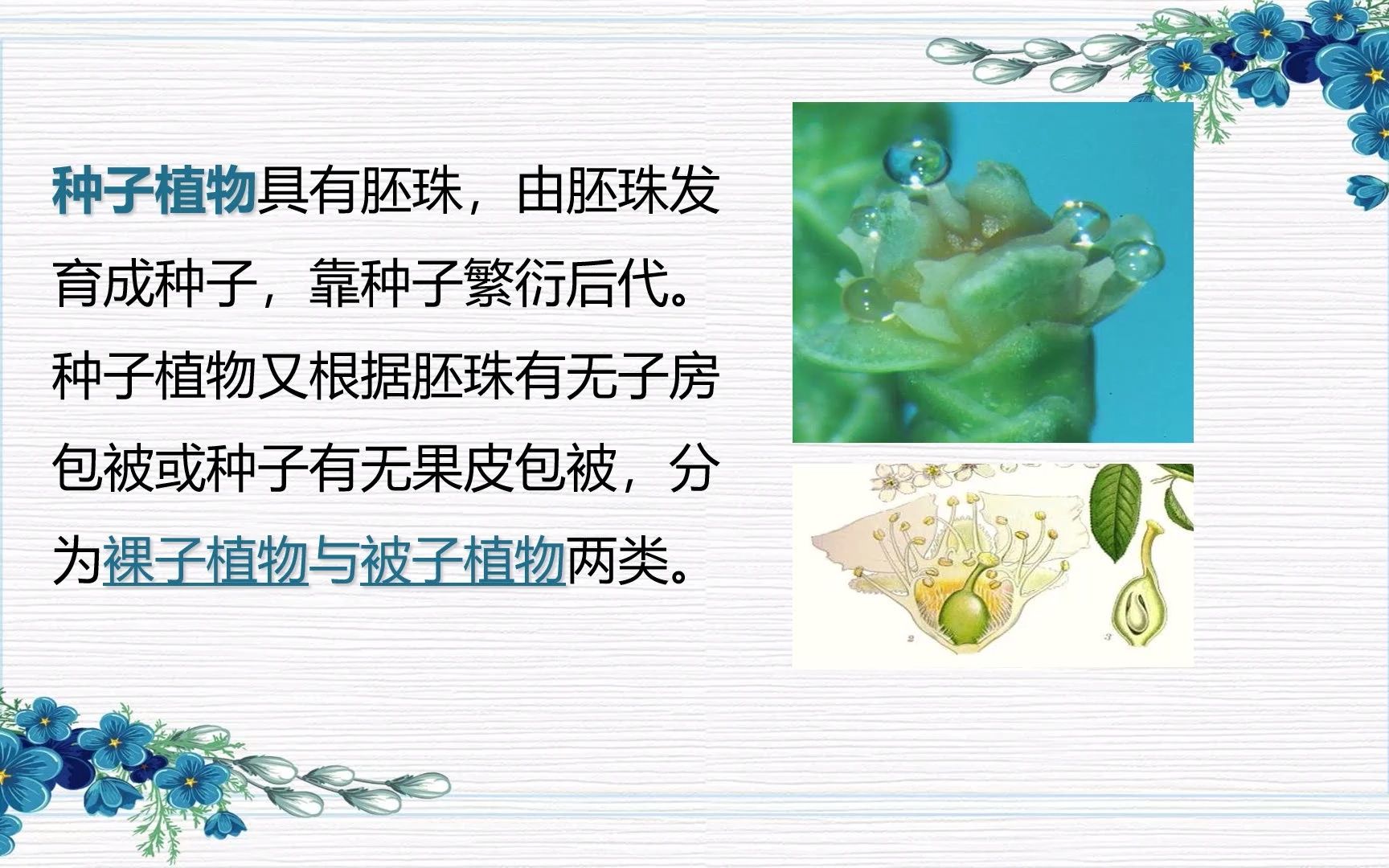 [图]18裸子植物的概述与特征