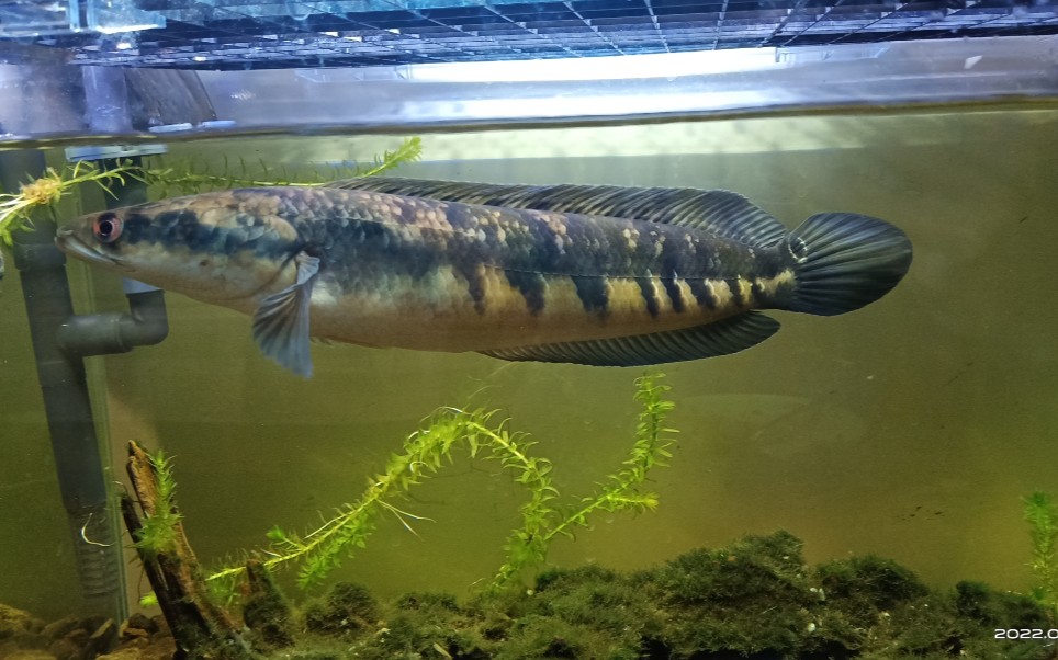 喂食加里曼丹黄魔神雷龙