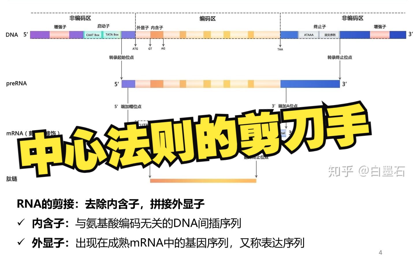 【以点带面】RNA的选择性剪接哔哩哔哩bilibili